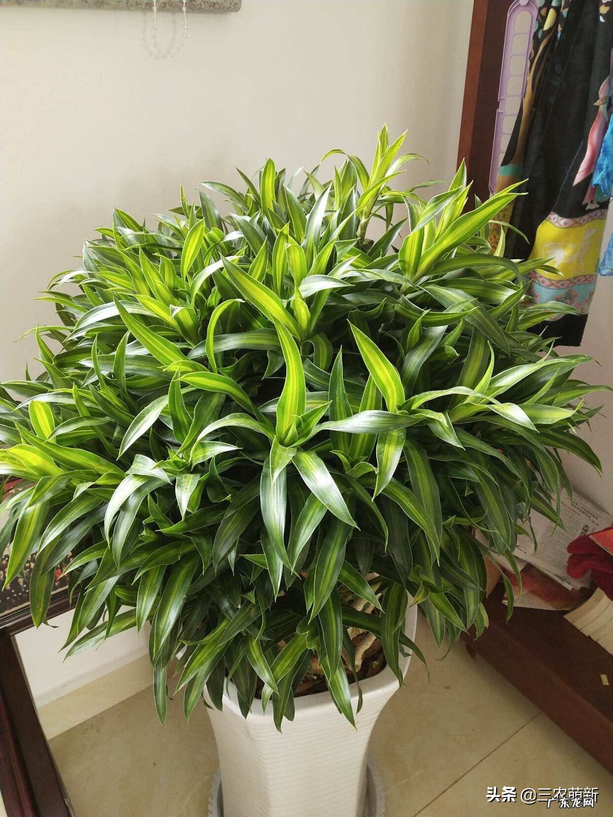 金心百合竹好养吗 金边百合竹风水