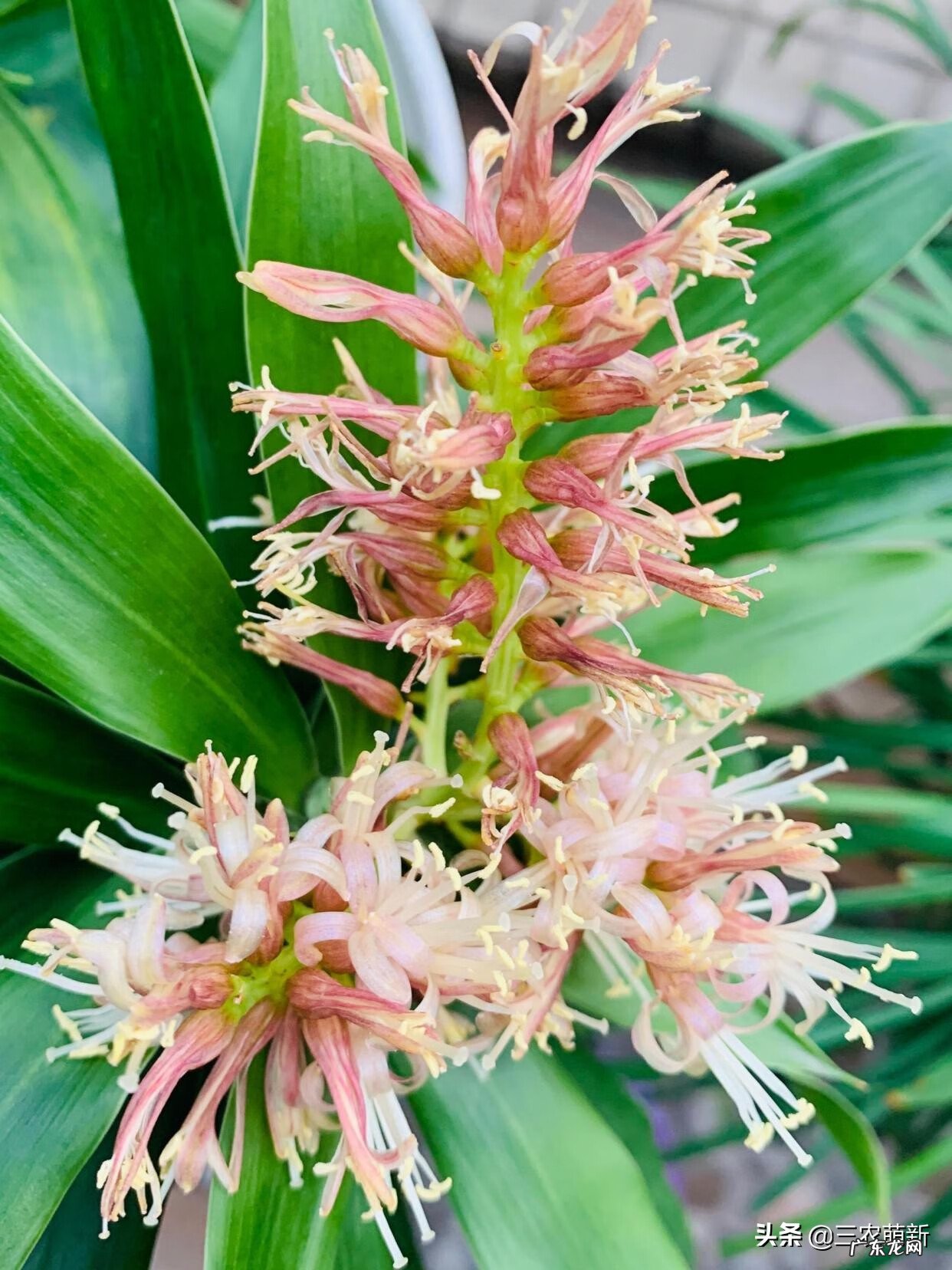 金心百合竹好养吗 金边百合竹风水