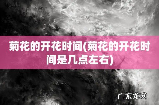 菊花的开花时间是几点左右 菊花的开花时间