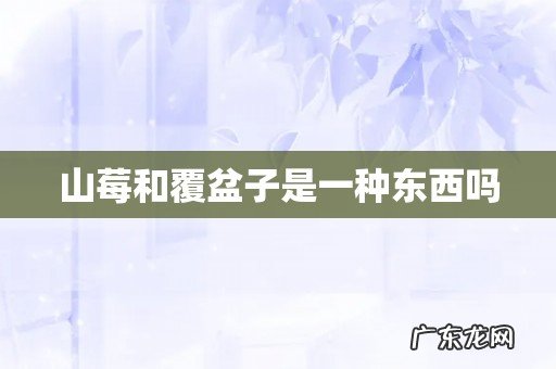 山莓和覆盆子是一种东西吗