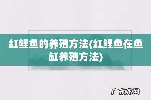 红鲤鱼在鱼缸养殖方法 红鲤鱼的养殖方法