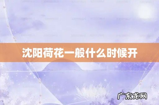 沈阳荷花一般什么时候开