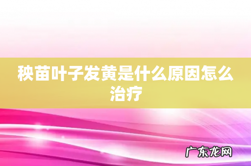 秧苗叶子发黄是什么原因怎么治疗