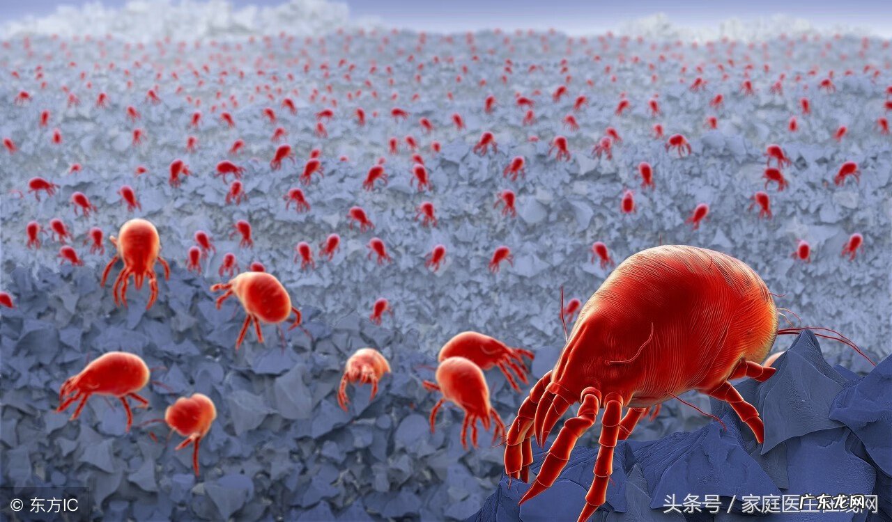 如何治疗螨虫 皮肤螨虫治疗