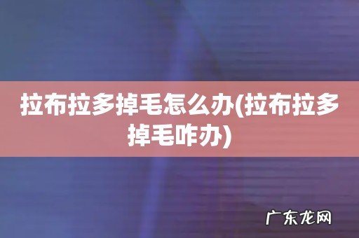 拉布拉多掉毛咋办 拉布拉多掉毛怎么办