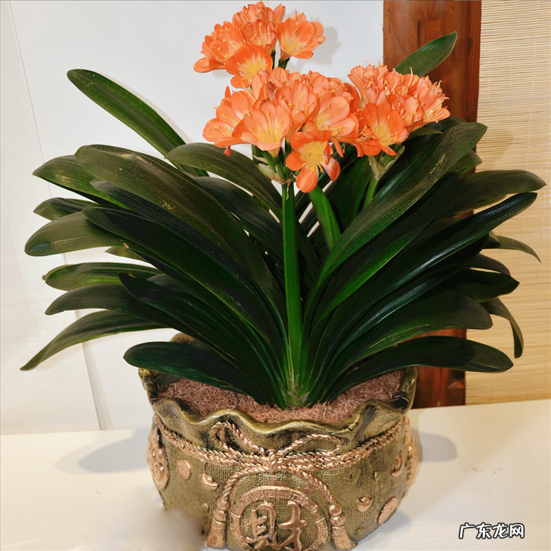 客厅最旺宅的大型植物 大厅旺风水的植物是什么