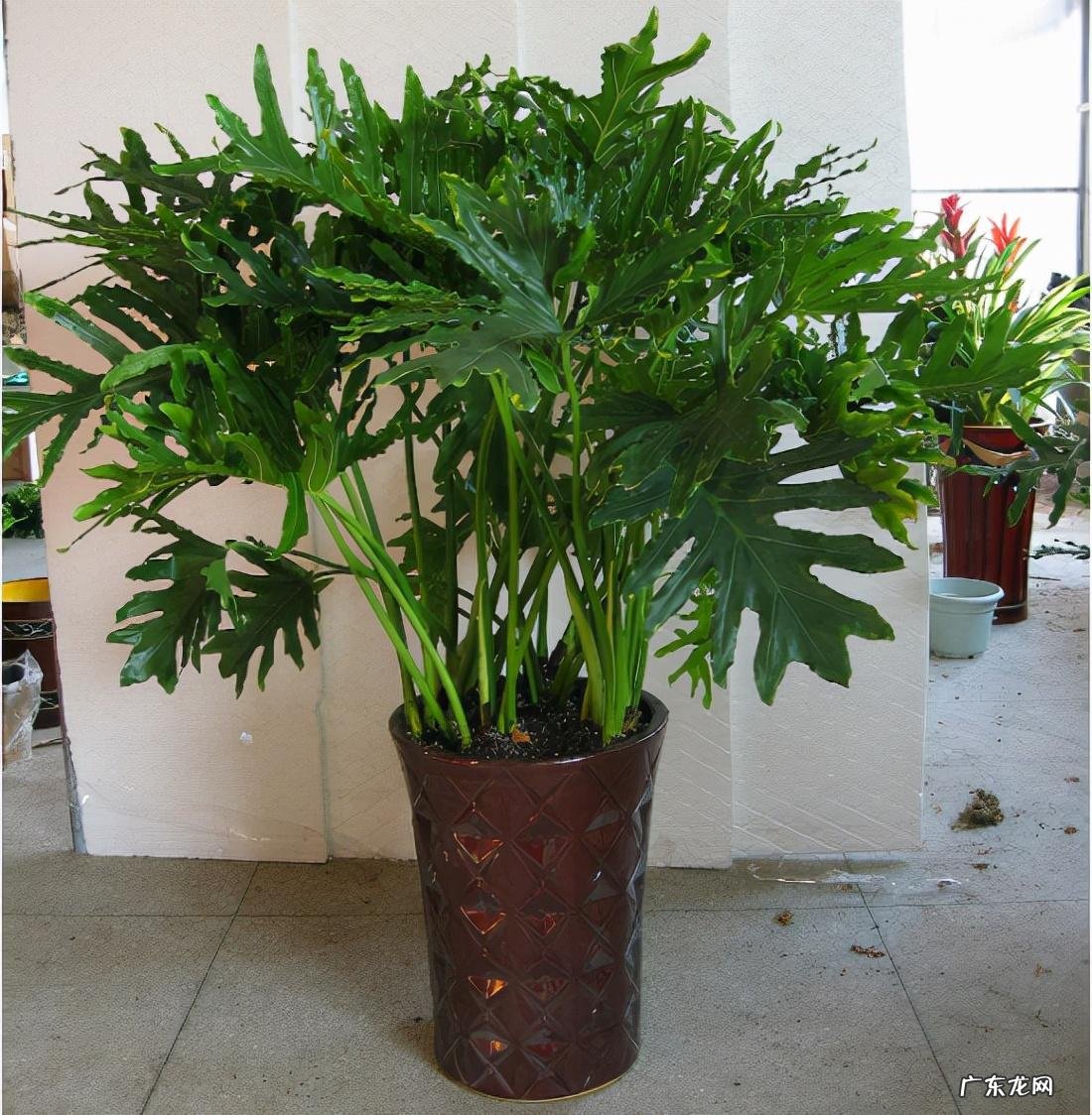 客厅最旺宅的大型植物 大厅旺风水的植物是什么