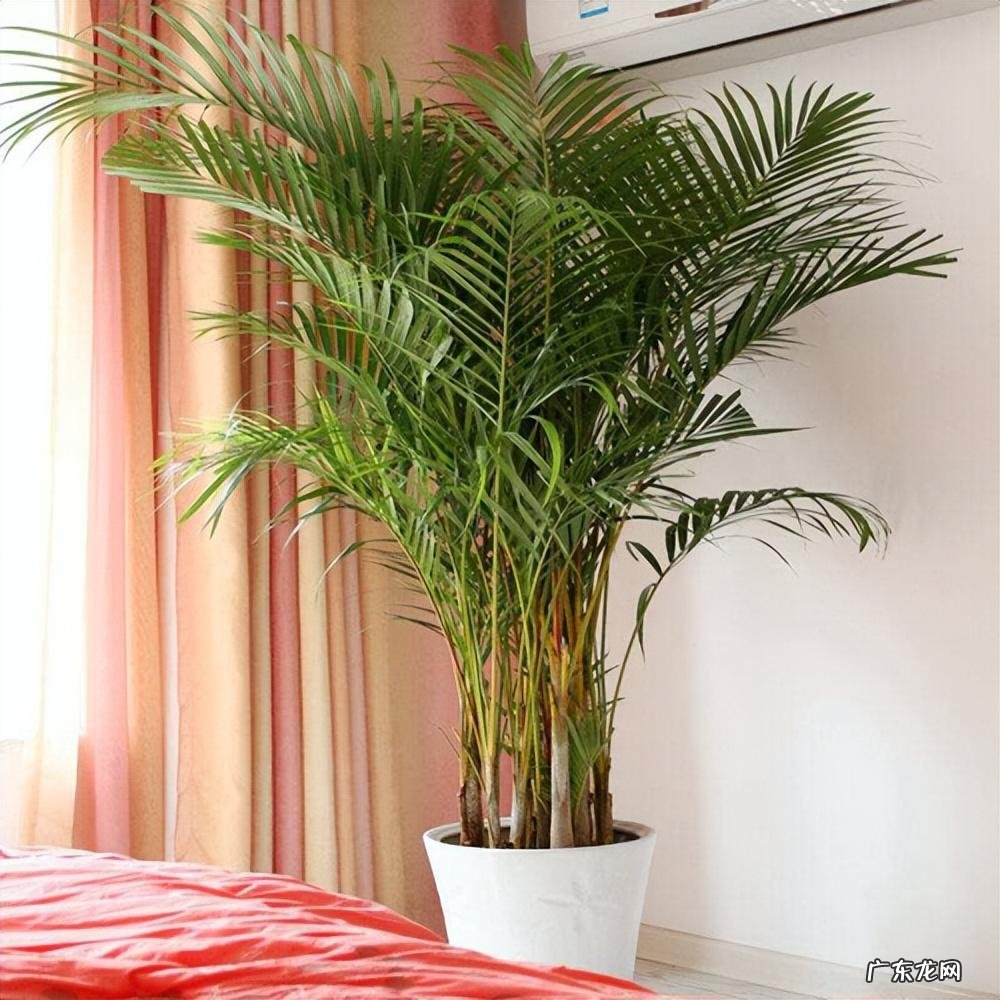 客厅最旺宅的大型植物 大厅旺风水的植物是什么