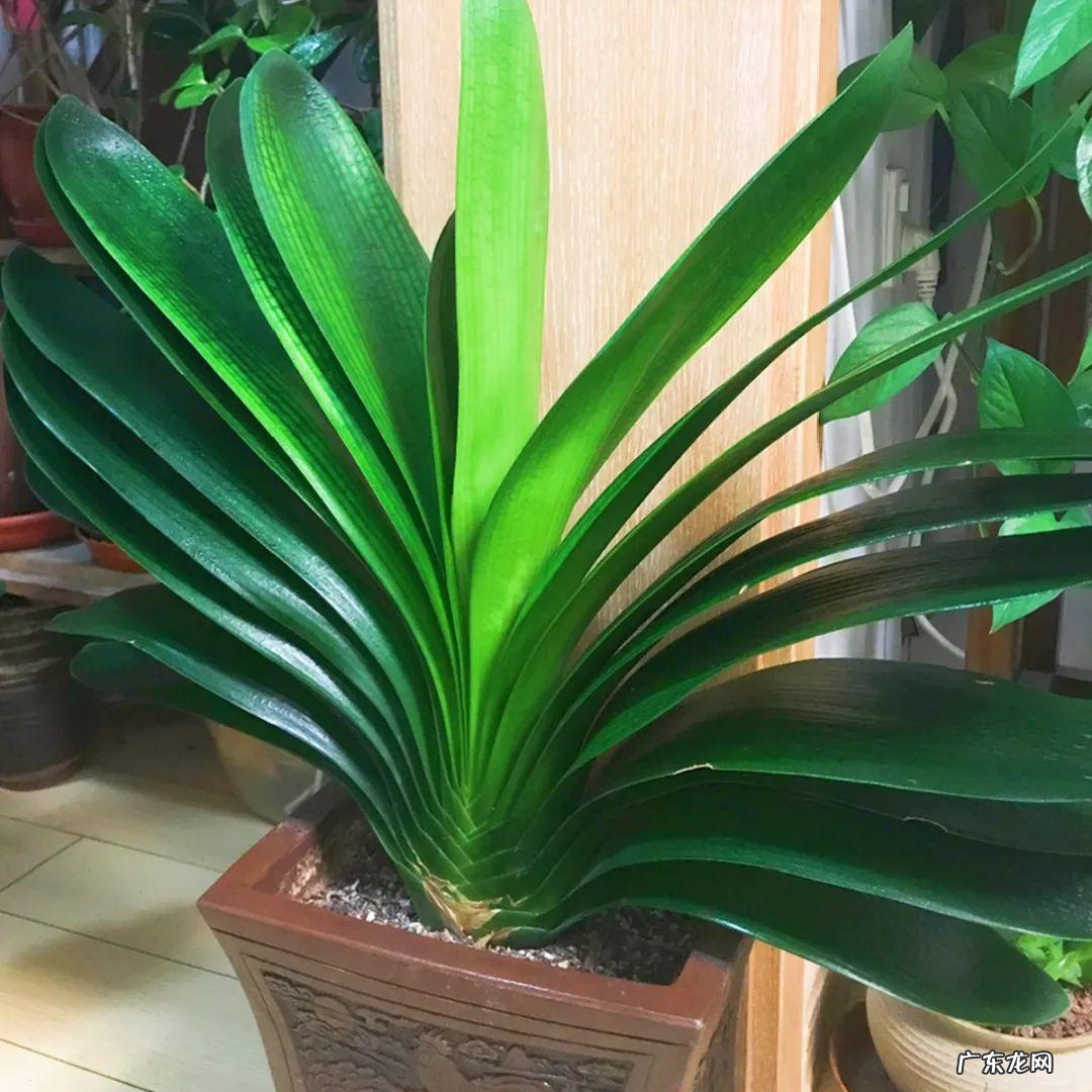 客厅最旺宅的大型植物 大厅旺风水的植物是什么