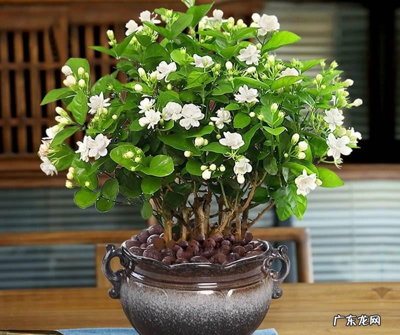 客厅最旺宅的大型植物 大厅旺风水的植物是什么