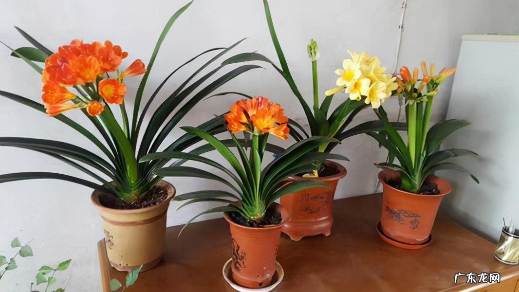 客厅最旺宅的大型植物 大厅旺风水的植物是什么