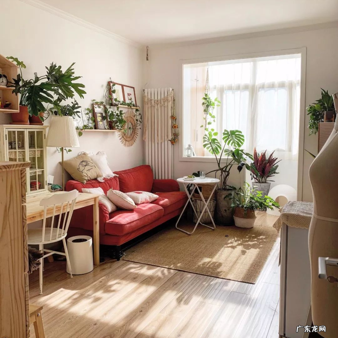 客厅最旺宅的大型植物 大厅旺风水的植物是什么