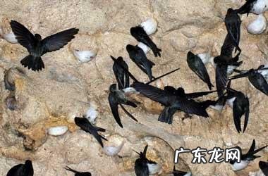 燕子地风水出什么人才 风水中的燕子地