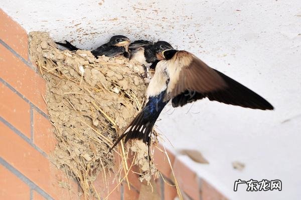 燕子地风水出什么人才 风水中的燕子地