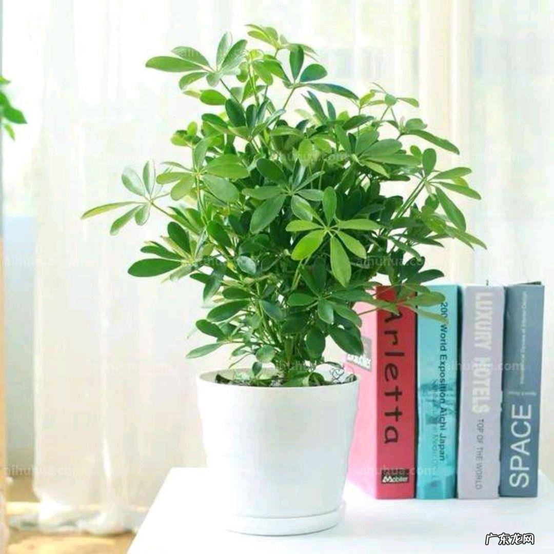 鸭脚木风水作用到底是什么 鸭脚木的风水寓意是什么