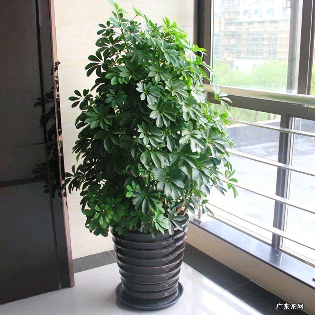 鸭脚木风水作用到底是什么 鸭脚木的风水寓意是什么