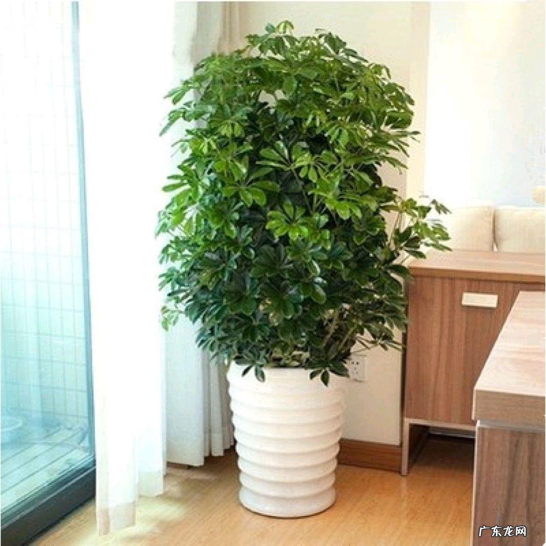 鸭脚木风水作用到底是什么 鸭脚木的风水寓意是什么