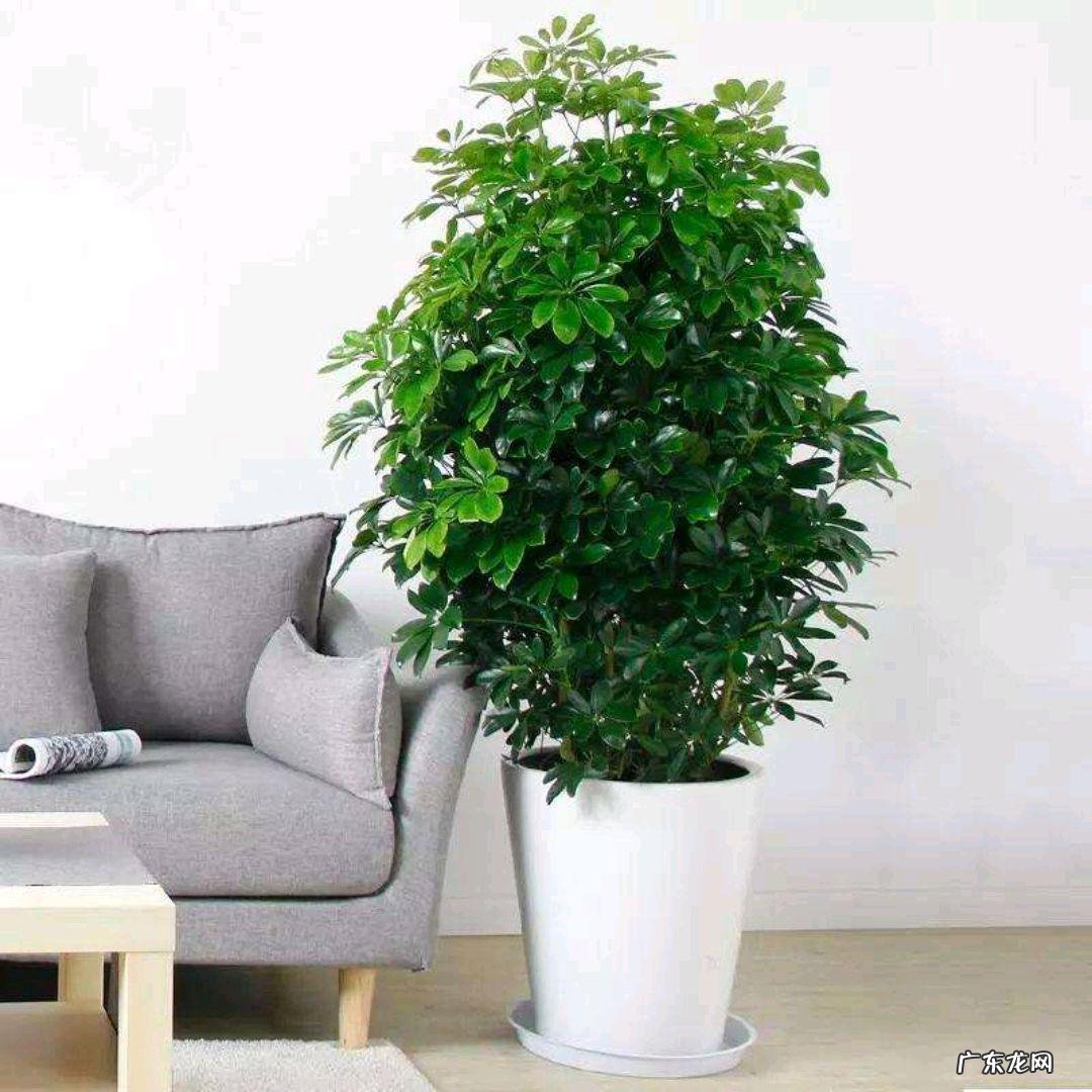 鸭脚木风水作用到底是什么 鸭脚木的风水寓意是什么