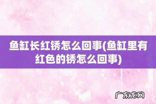鱼缸里有红色的锈怎么回事 鱼缸长红锈怎么回事