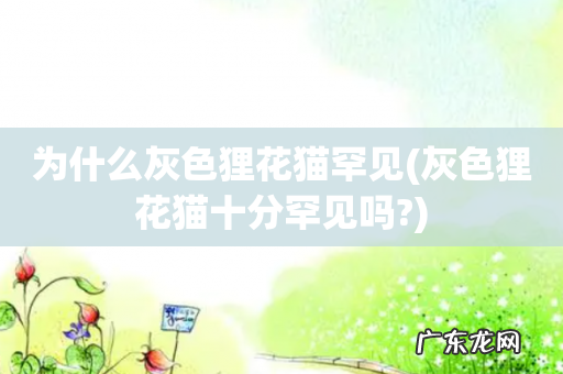 灰色狸花猫十分罕见吗? 为什么灰色狸花猫罕见