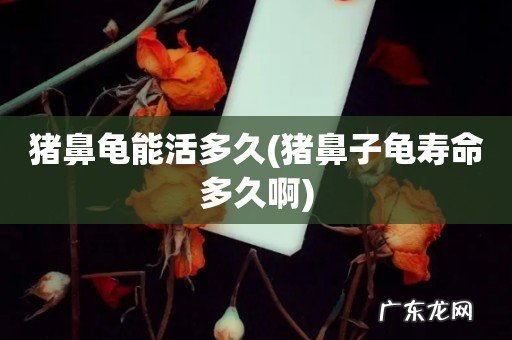 猪鼻子龟寿命多久啊 猪鼻龟能活多久