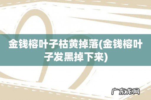 金钱榕叶子发黑掉下来 金钱榕叶子枯黄掉落