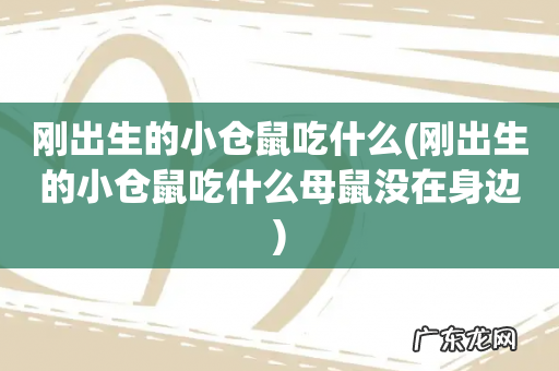 刚出生的小仓鼠吃什么母鼠没在身边 刚出生的小仓鼠吃什么
