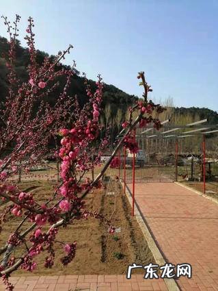 鸡冠花能在室内养吗 鸡冠花能在室内养吗风水