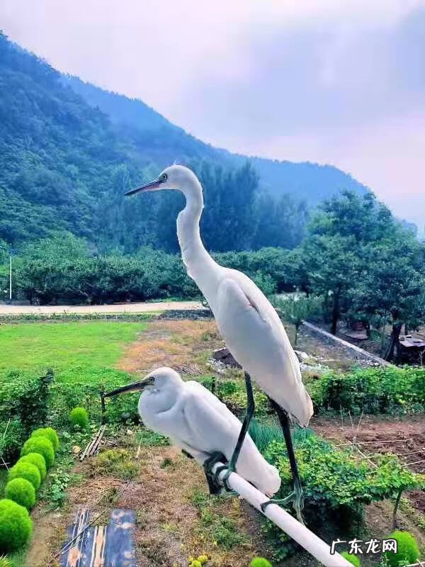 鸡冠花能在室内养吗 鸡冠花能在室内养吗风水