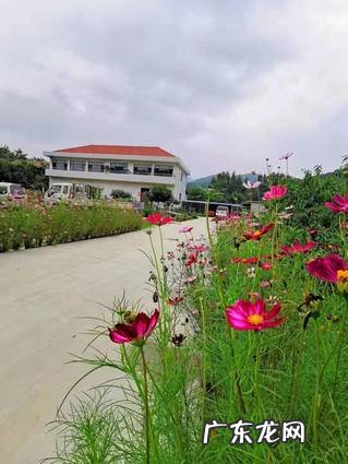 鸡冠花能在室内养吗 鸡冠花能在室内养吗风水