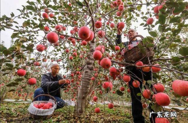 鸡冠花能在室内养吗 鸡冠花能在室内养吗风水