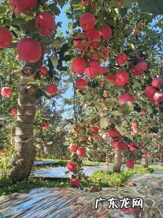 鸡冠花能在室内养吗 鸡冠花能在室内养吗风水