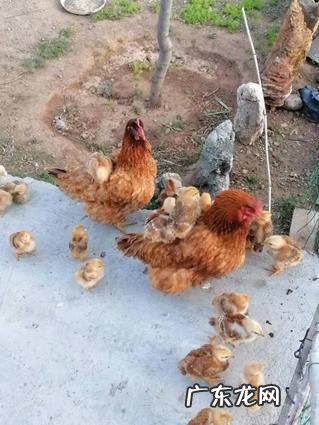 鸡冠花能在室内养吗 鸡冠花能在室内养吗风水