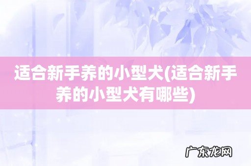 适合新手养的小型犬有哪些 适合新手养的小型犬