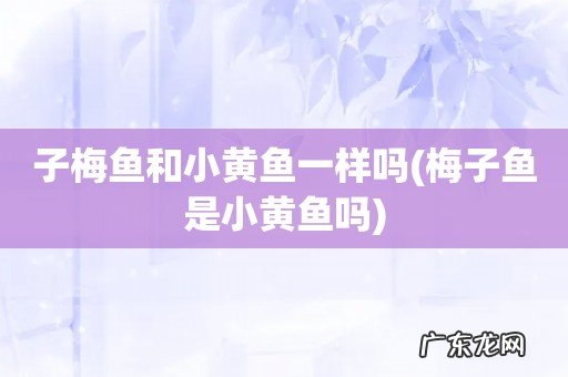 梅子鱼是小黄鱼吗 子梅鱼和小黄鱼一样吗