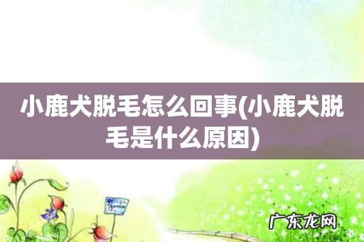 小鹿犬脱毛是什么原因 小鹿犬脱毛怎么回事