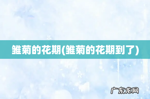 雏菊的花期到了 雏菊的花期