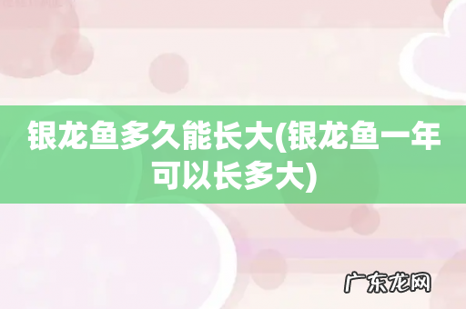 银龙鱼一年可以长多大 银龙鱼多久能长大