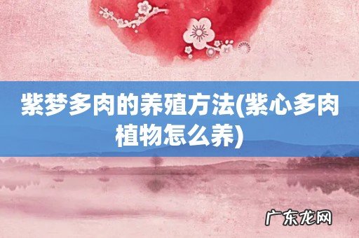 紫心多肉植物怎么养 紫梦多肉的养殖方法