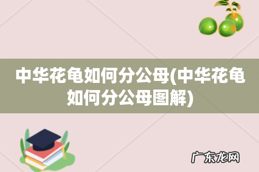 中华花龟如何分公母图解 中华花龟如何分公母