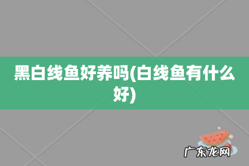 白线鱼有什么好 黑白线鱼好养吗