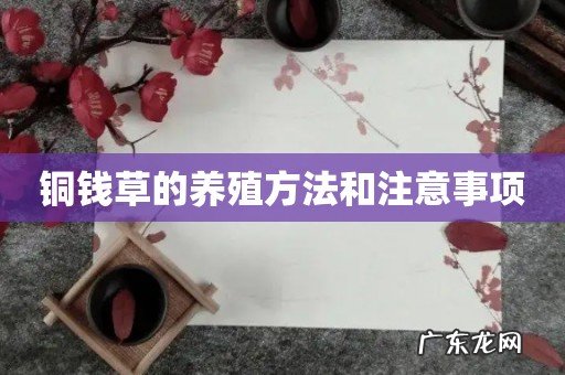 铜钱草的养殖方法和注意事项