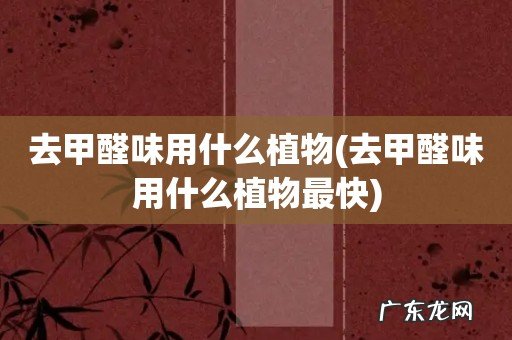 去甲醛味用什么植物最快 去甲醛味用什么植物