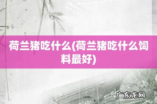 荷兰猪吃什么饲料最好 荷兰猪吃什么