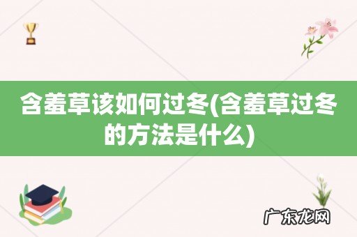含羞草过冬的方法是什么 含羞草该如何过冬