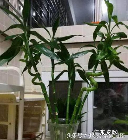 家里养富贵竹风水好吗 富贵竹在屋里养对风水好吗?