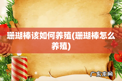 珊瑚棒怎么养殖 珊瑚棒该如何养殖