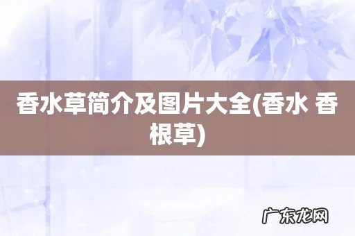 香水 香根草 香水草简介及图片大全