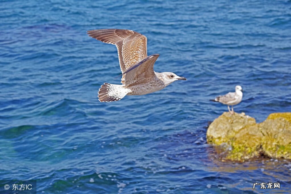 Salaryfly ificouldfly翻译