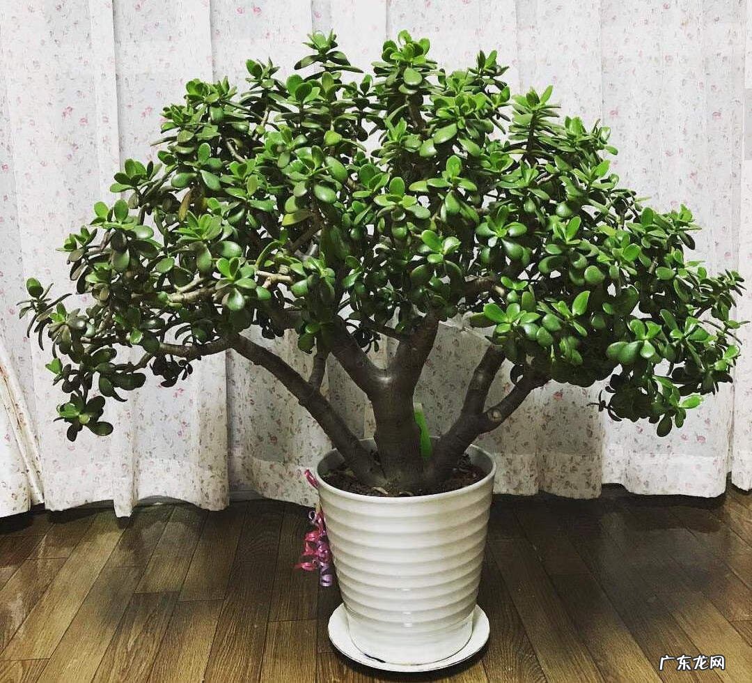 厕所对着大门好不好 大门对着客厅风水